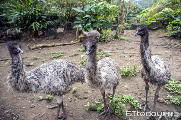 鴯鶓。（圖／台北市立動物園提供）