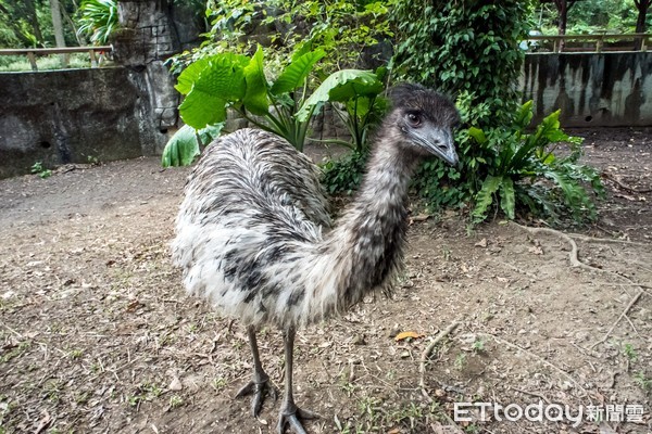 鴯鶓。（圖／台北市立動物園提供）