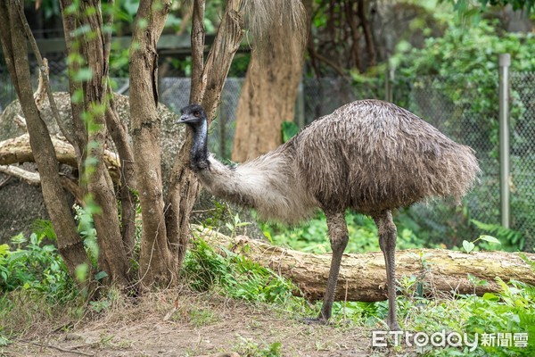 鴯鶓。（圖／台北市立動物園提供）