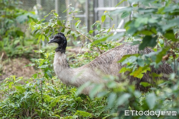 鴯鶓。（圖／台北市立動物園提供）