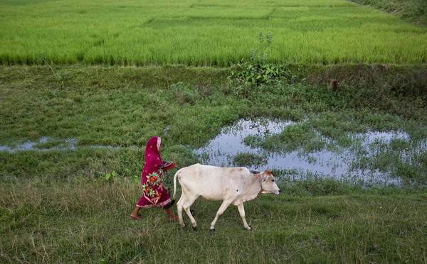 ▲▼印度監獄推動「牛療計畫」；對印度教徒來說，牛是非常神聖的象徵。（圖／達志影像／美聯社）