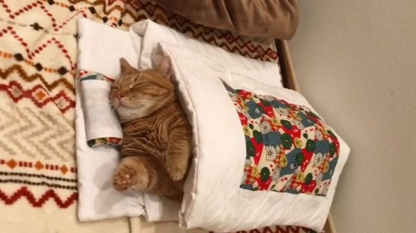 玩一整天朕很累啊！Q萌曼赤肯塞被窩　睡到腿腿起飛啦（圖／翻攝自Instagram：@amaccho5160）