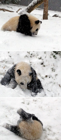 ▲▼動物們第一次見到雪。（圖／翻攝自boredpanda）