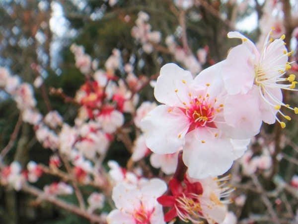 ▲大雪山櫻花。（圖／攝影者：加蛋不加價, Flickr CC License）