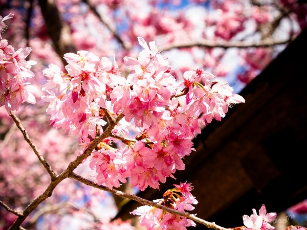 ▲武陵櫻花季。（圖／攝影者：中岑 范姜, Flickr CC License）