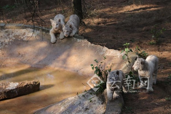 ▲▼雲南野生動物園的白虎「六胞胎」。（圖／翻攝自雲南網）