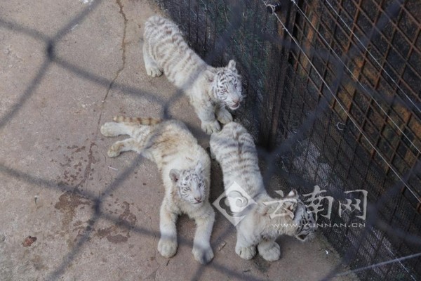 ▲▼雲南野生動物園的白虎「六胞胎」。（圖／翻攝自雲南網）