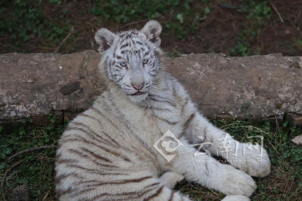 ▲▼雲南野生動物園的白虎「六胞胎」。（圖／翻攝自雲南網）