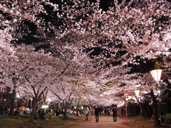 ▲【百花染春】當繁花旖旎，就掬一把花雨～日本賞櫻、紫藤、芝櫻一次滿足。（圖／Shutterstock.com提供）