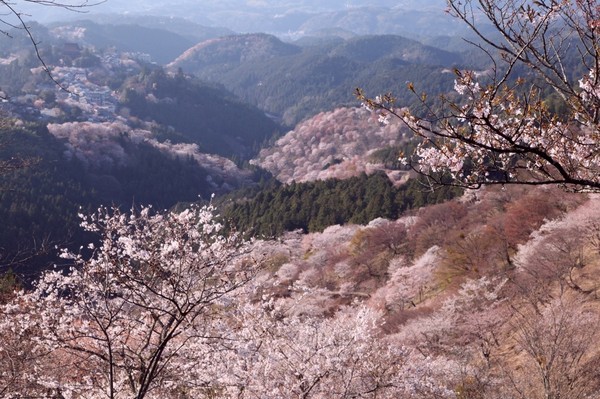 ▲【百花染春】當繁花旖旎，就掬一把花雨～日本賞櫻、紫藤、芝櫻一次滿足。（圖／Shutterstock.com提供）