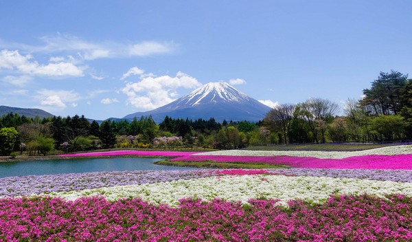 ▲【百花染春】當繁花旖旎，就掬一把花雨～日本賞櫻、紫藤、芝櫻一次滿足。（圖／Shutterstock.com提供）