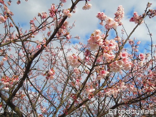 ▲▼陽明山平菁街42巷櫻花。（圖／記者陳睿中攝）