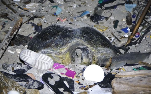 ▲▼海龜被困在垃圾堆裡面，感覺相當無奈。（圖／劉烘昌博士提供）
