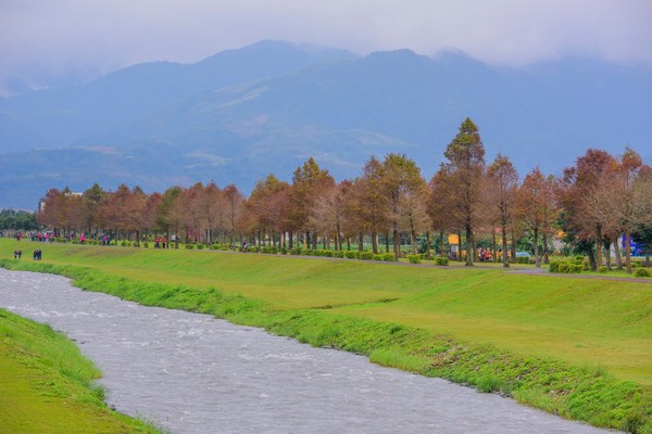 ▲▼宜蘭落羽松景點，羅東運動公園、雙連埤、三星、蜊埤。（圖／石世民提供）