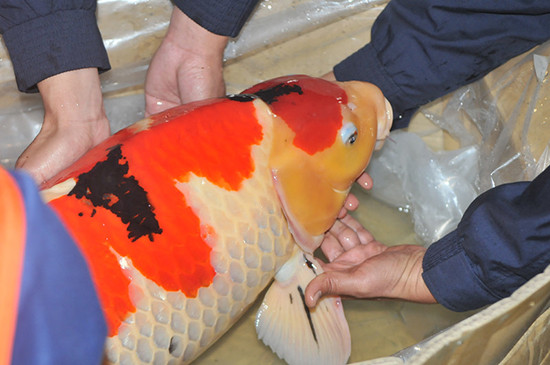 ▲▼深圳海關查獲23條走私日本錦鯉。（圖／翻攝自法治網）