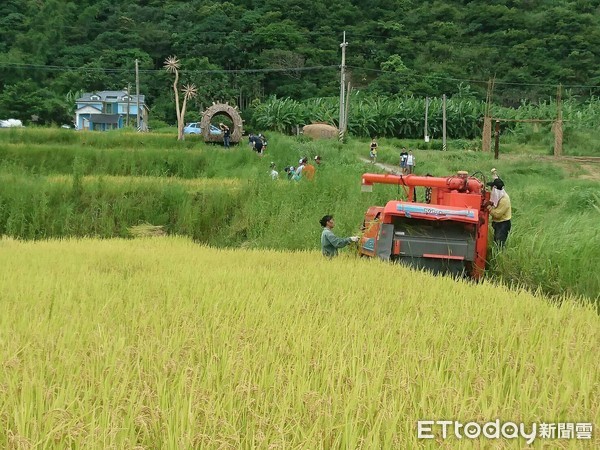 「海稻田」如今已為石梯坪代表地景之一，20多年前，花、東海岸稍有腹地之處，幾乎都是層疊的古老水梯田，稻浪與海浪共舞的壯闊畫面讓東海岸的臨海梯田成為台灣獨一無二的臨海梯田。（圖／花蓮林管處提供）