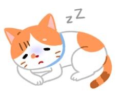 【汪喵疾病飲食】貓咪不吃不喝 小心脂肪肝（圖／毛起來 MaoUp）