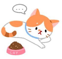 【汪喵疾病飲食】貓咪不吃不喝 小心脂肪肝（圖／毛起來 MaoUp）