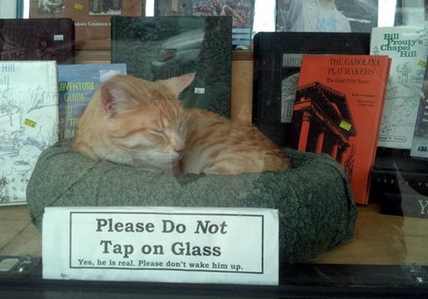 勿拍打玻璃～書店聘聖上當老闆　特別放紙條：牠是真貓啦！（圖／翻攝自reddit）