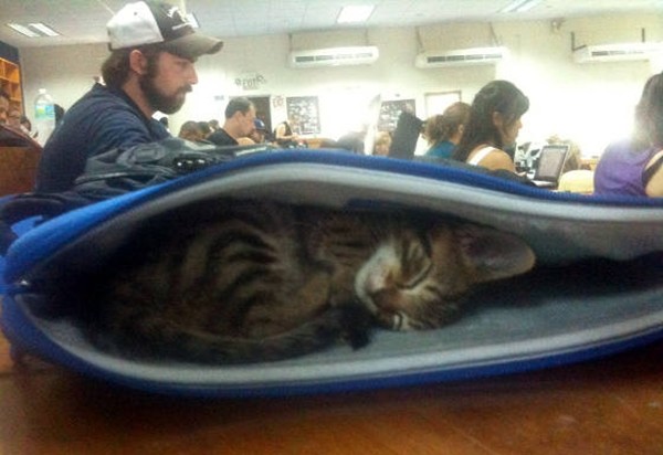 學習社會化！小貓教室睡翻　學生：今天上課啥都沒聽進去...（圖／翻攝自reddit：@avboden）