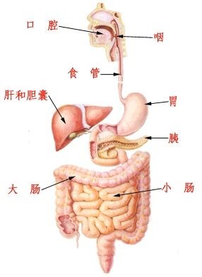 吃一小勺癌細胞會怎樣？人類能否靠「多汁腫瘤」解決糧食危機。（圖／網友ＸＸＸ提供，請勿隨意翻拍，以免侵權。）