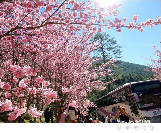 ▲武陵農場櫻花季。（圖／小兔小安*旅遊札記提供）