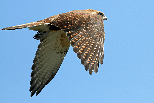 ▲▼褐隼Brown falcon（Falco berigora）。（圖／取自維基百科）
