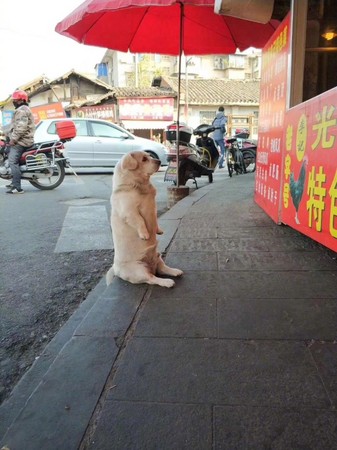 ▲▼四川有一隻狗每天坐在滷肉攤前等餵食。（圖／取自微博「回憶專用小馬甲」）