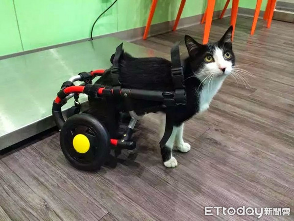 ▲車禍導致五級癱瘓貓　每天聽腳步聲等主人回家。（圖／網友Meimei Chang授權提供）