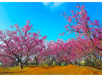 1月就「爆紅」！雙北櫻花提早盛開　捕捉最美粉紅花海
