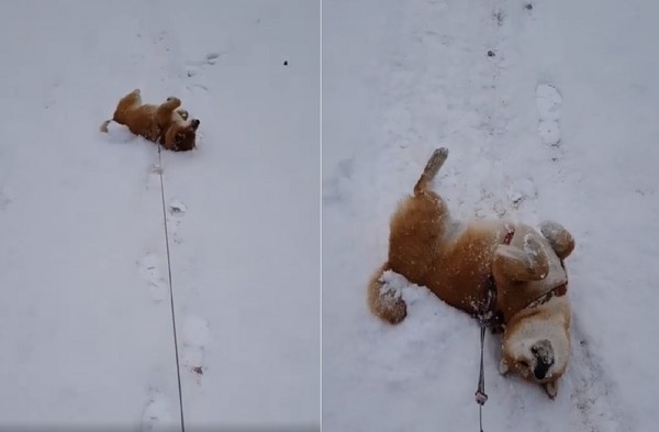 ▲不想回家啦！萌柴歪頭翻肚給主人拖，網笑：滑雪界的高手。（圖／翻攝自IG「shiba_ddingddong」）