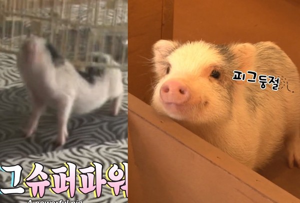 豬豬為吃頂圍欄逃脫。（圖／翻攝自SBS TV동물농장x애니멀봐）