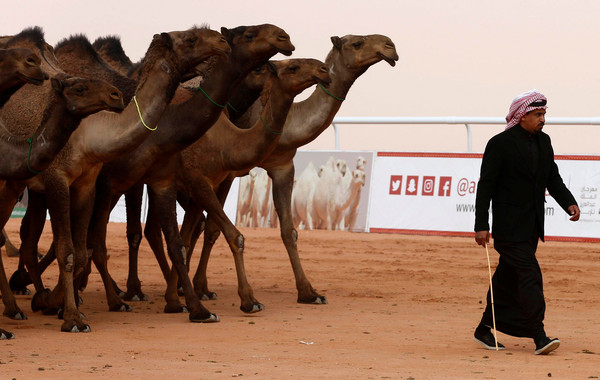 ▲▼「阿卜杜勒－阿齊茲國王駱駝節」（King Abdulaziz Camels Festival）。（圖／路透社）
