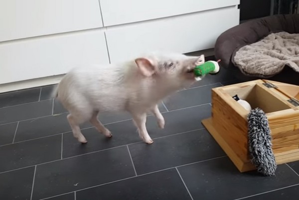 小豬收玩具。（圖／翻攝自Nicolle von Eberkopf）