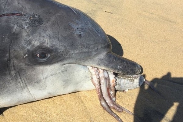 海豚被章魚噎死。（圖／翻攝自Marine Mammal Science）
