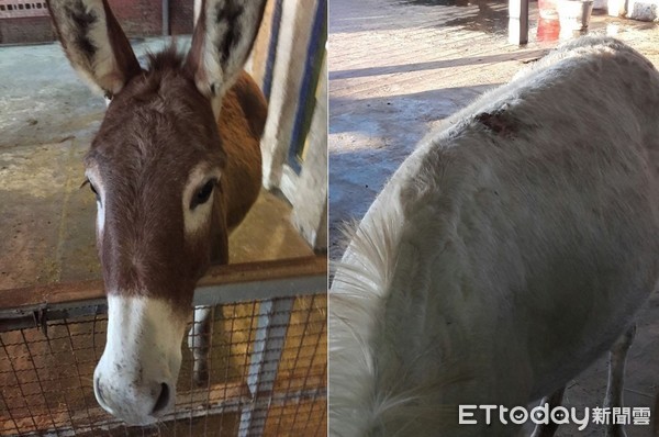 飼養驢隻活動空間不足，輔導改善飼養環境（圖／新北市動保處提供）