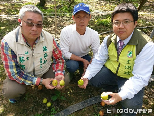 ▲市議員王峻潭辦公室主任王開玹、農民表示，蜜棗農損嚴重，希望政府補助。（圖／陳亭妃提供）