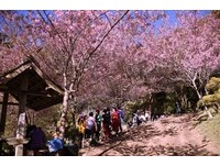 粉紅仙境！泰國清邁「馬卡龍粉」櫻花仙氣滿分