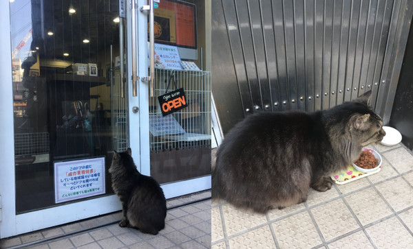 ▲地痞貓討保護費妨礙出入！　店家貼超萌告示讓人嘴角失守。（圖／翻攝自Twitter:Miki168uw）