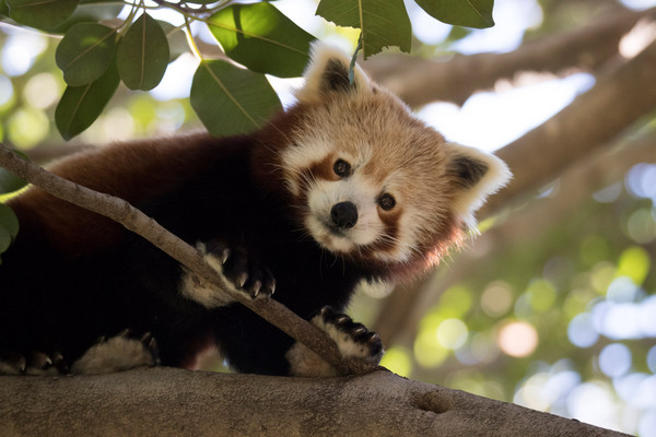 ▲遭偷獵捕...野生尼泊爾紅熊貓僅剩1萬隻　表情萌超討喜。（圖／取自Perth Zoo）