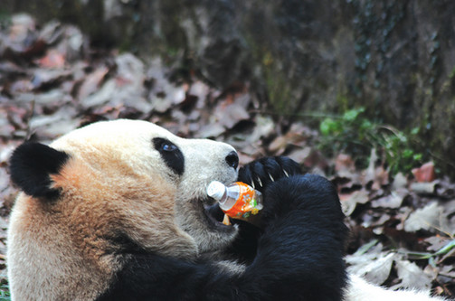 ▲▼杭州動物園有遊客不小心將飲料瓶掉進熊貓園區內，讓熊貓撿起來暢飲。（圖／翻攝自杭州網）