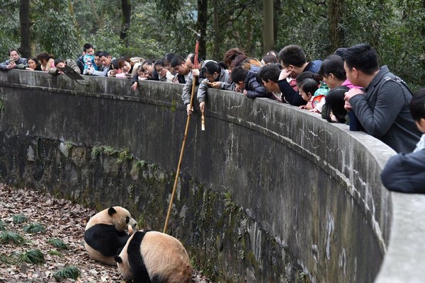 ▲▼杭州動物園有遊客不小心將飲料瓶掉進熊貓園區內，讓熊貓撿起來暢飲。。（圖／翻攝自網易新聞）