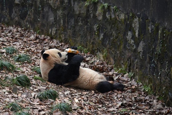 ▲▼杭州動物園有遊客不小心將飲料瓶掉進熊貓園區內，讓熊貓撿起來暢飲。。（圖／翻攝自網易新聞）