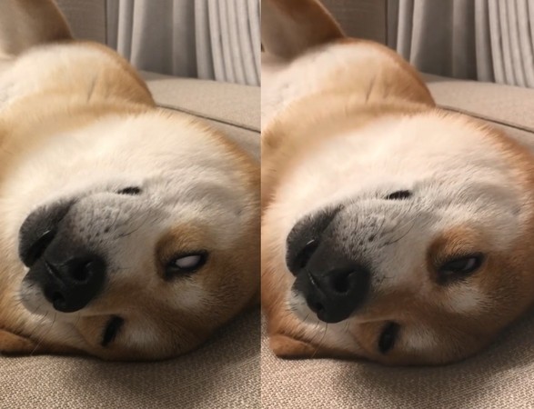 ▲柴犬「Berry」。（圖／翻攝自影片／Instagram／shibainu.berry）