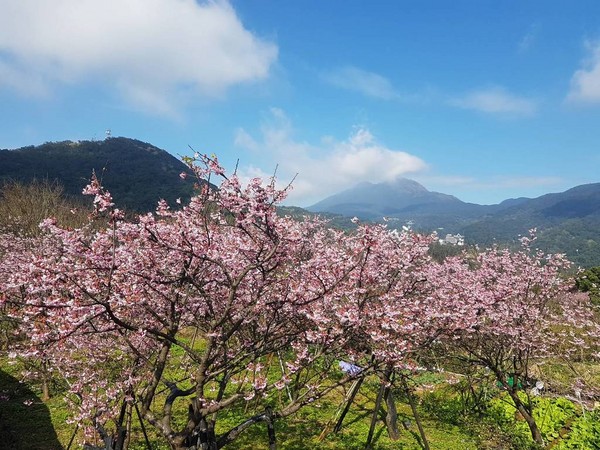 ▲溪山鐵馬驛站,平菁街,櫻花 。（圖／台北市政府提供）