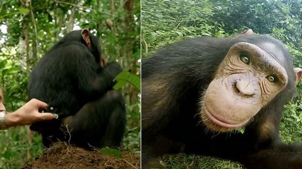 ▲黑猩猩金邦用水洗手的畫面令研究團隊相當訝異。（圖／取自YouTube／Nature on PBS）