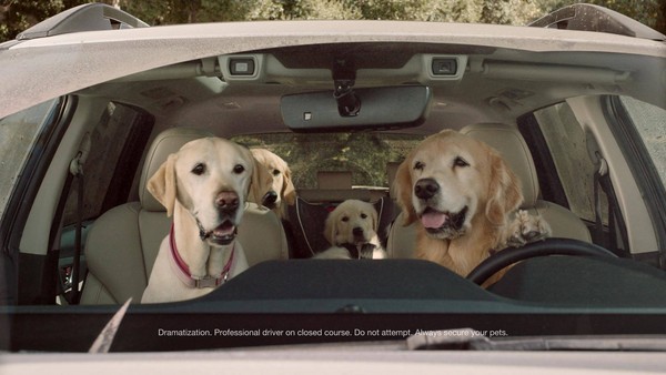 速霸陸力推汪星人電視廣告　狗狗無辜神情讓人大喊「卡挖伊」（圖／翻攝自Subaru）