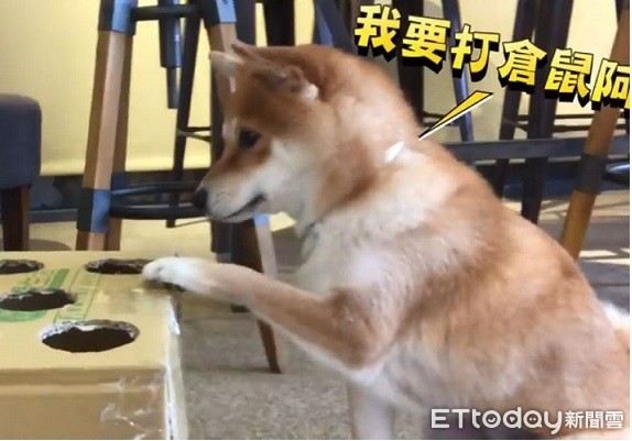 ▲柴犬奈奈倉鼠打不成反變咬　爸停下動作還被催：快點～（圖／柴犬Nana和阿楞的一天授權提供，下同。）