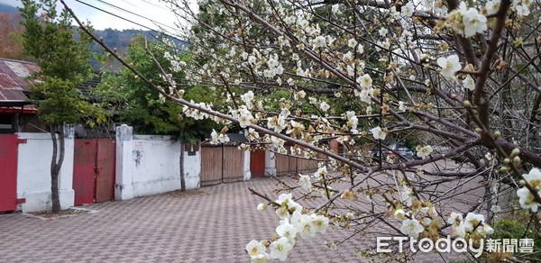 台東關山警分局日式宿舍群前的三棵梅樹，開滿潔白的梅花，與日式宿舍相互襯托煞是好看，讓人產生身處「日本」的錯覺。（圖／台東縣警察局提供）