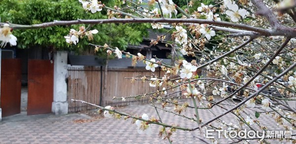 台東關山警分局日式宿舍群前的三棵梅樹，開滿潔白的梅花，與日式宿舍相互襯托煞是好看，讓人產生身處「日本」的錯覺。（圖／台東縣警察局提供）